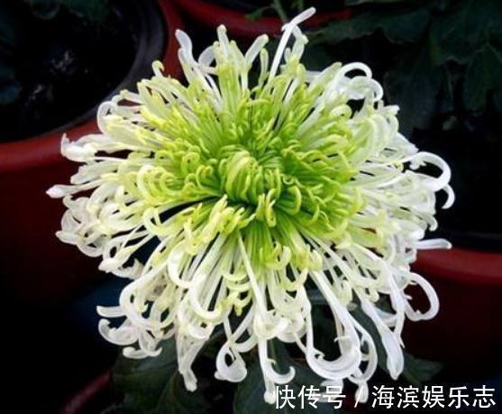 养“菊”不用多，“一盆”就足够，花朵大又艳，一年到头都爆花