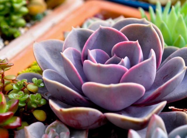 多肉夏天“整了容”，肉嘟嘟的叶片全萎蔫，教你几招，真好用