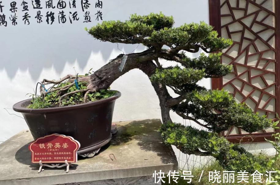 家庭盆景:镇宅又招财的罗汉松,日常打理该多注意这4点