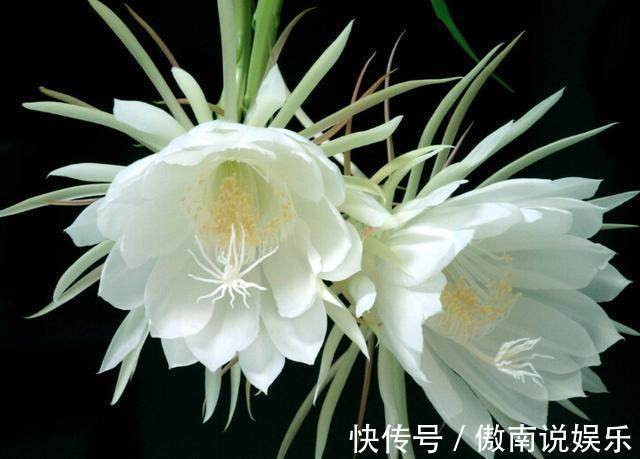 养殖|别人家的昙花一年开四次，你家的昙花四年开一次，区别在哪里