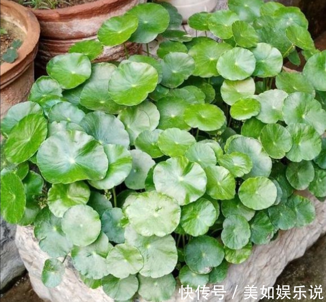 铜钱草|天热了,3种花进入旺季,补足水肥,很快长爆盆