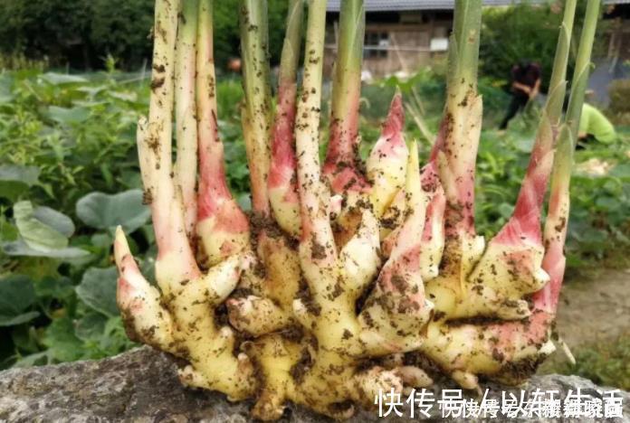 阳台盆栽生姜，简单4步走，叶绿当花赏，不用再去买，自给自足
