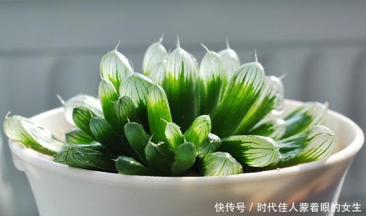 懒人阳台养多肉,就选这几款,叶子肥美还治愈,比露养的还惊艳