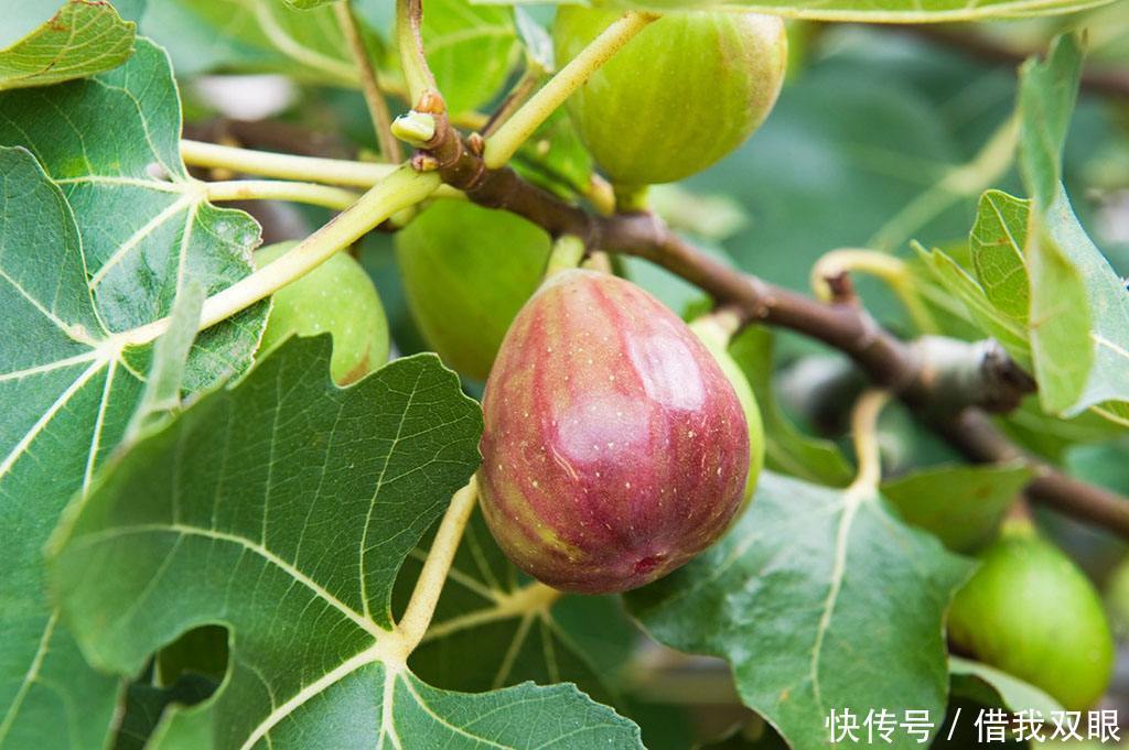 想吃无花果路边剪个枝,插盆里就活