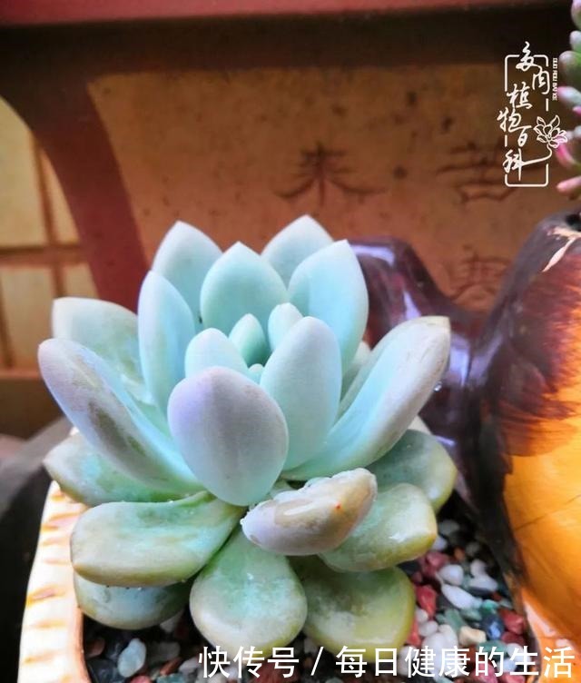 如何让多肉变美看看我是如何宠它们的!如何让多肉变美看看我是如何宠它们的!