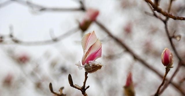 皇子|被贬皇子与浪荡侠士