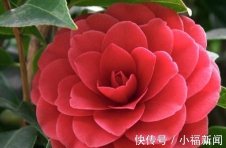 茶花|别再养绿萝了,此花好养易活,花开四季,比玫瑰花香,比牡丹花艳