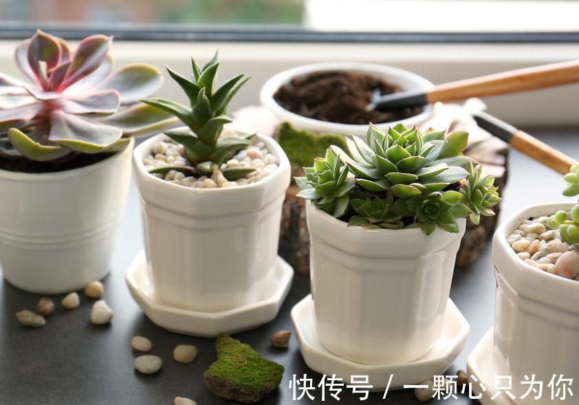 养花干货第六期，8个坏习惯会让你成为花卉杀手，你占几个