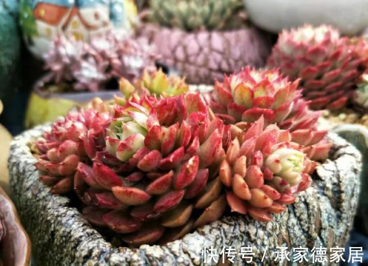 要点|立秋以后,养多肉牢记3个要点,长势迅速养出果冻色