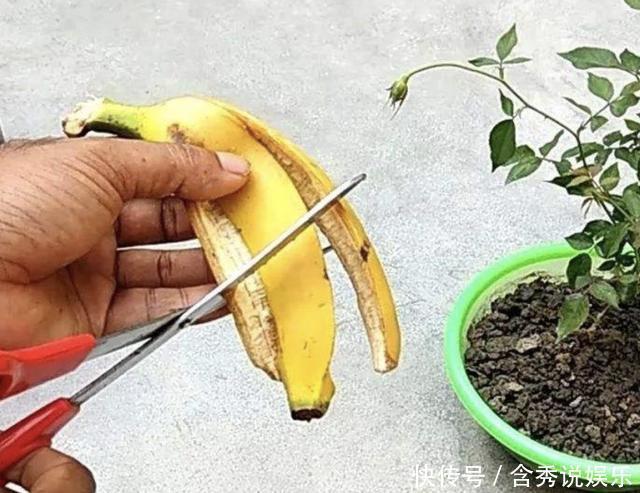 香蕉皮|养花别浇“营养液”,就用“1种肥水”,浇1次,1年不用施肥!