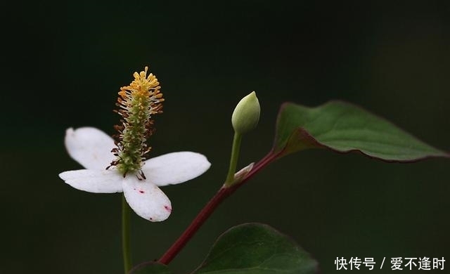  这3种“保健花”，老人养真不错，家里摆一盆，赏花修身养性！