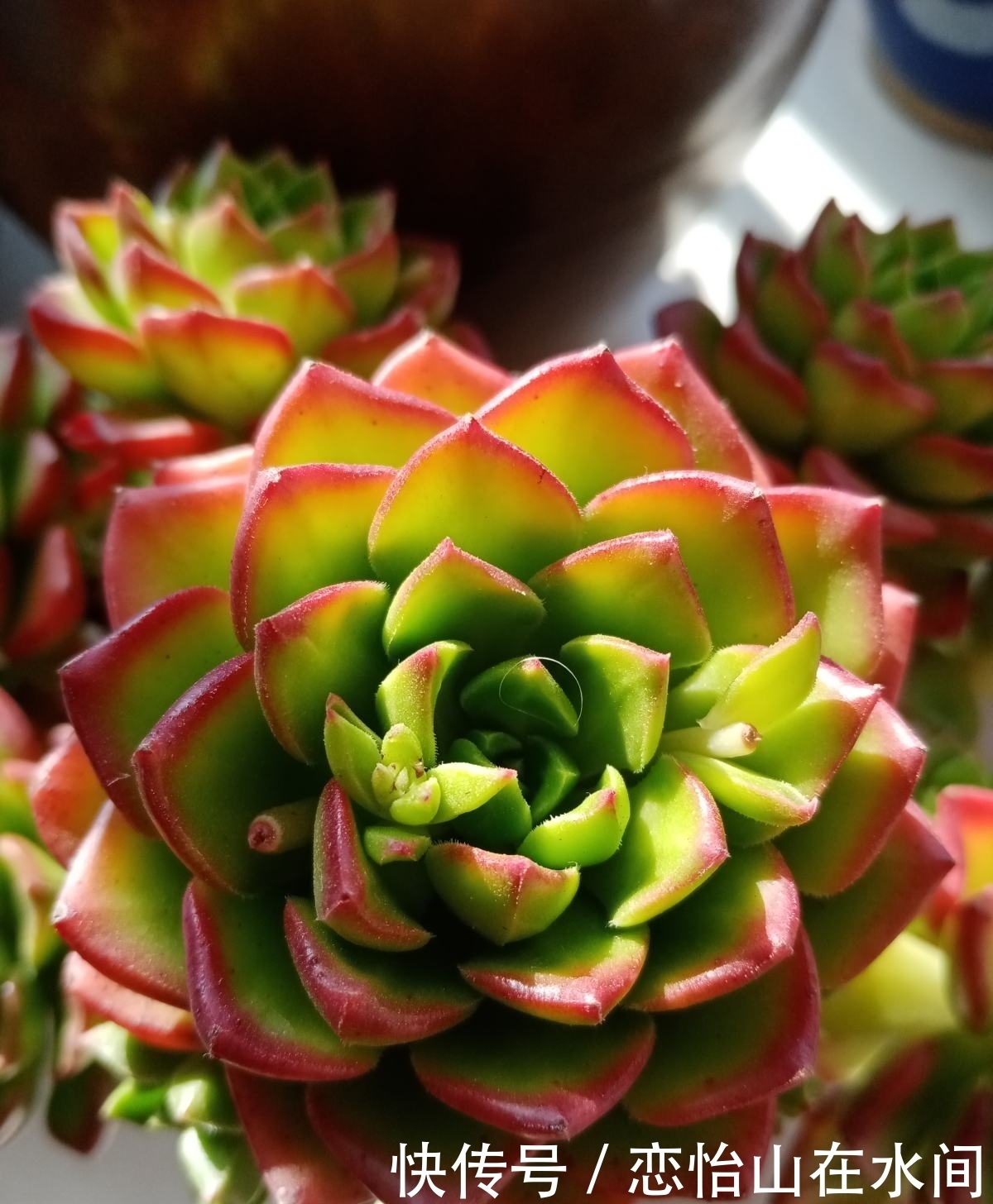 多肉不想“夏必死”,现在就要做准备,不然夏天只剩下空盆