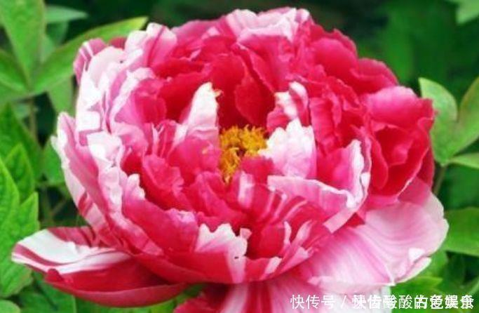 种花|4种花很耐养，沾土就能活，招财纳福好运来，日子越过越红火