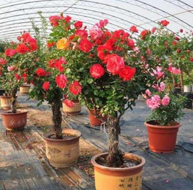 病虫害|此花比三角梅好养、比紫藤开花多,花朵又大又鲜艳,谁见都喜欢