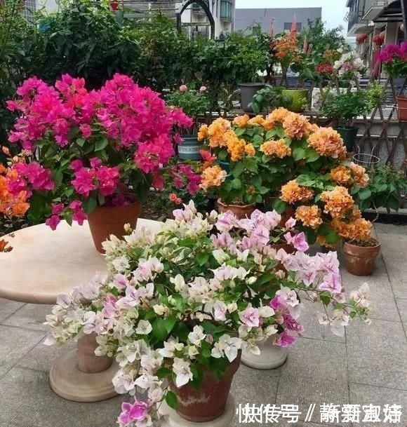浇水量|三角梅开花少,做好这四点,花苞呼呼冒根本看不见叶