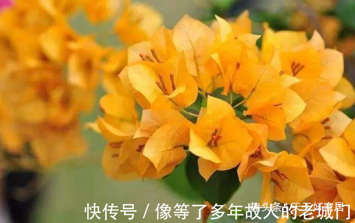 喜欢三角梅，不如养盆“精品”柠檬黄三角梅，金光灿灿，开花爆盆