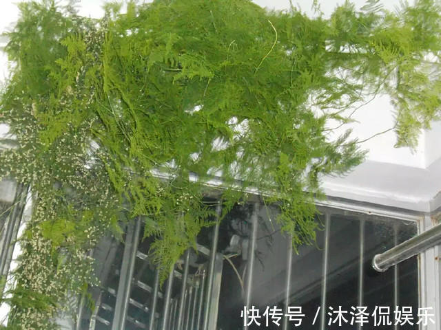 花友|她家的文竹成了精，爬的满屋都是，剪不迭！