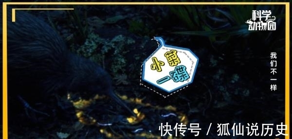 你见过没有翅膀的鸟、长四条腿的鱼吗?