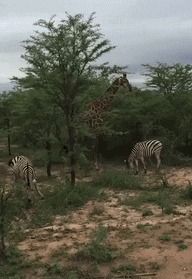 |搞笑GIF段子:传统手艺,知道这是啥的应该都是80后吧