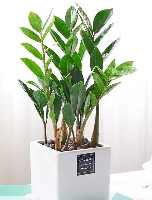 冬至之前最好看的“艳丽花”，清新淡雅又贵气，寓意紫气东来