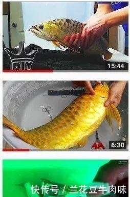 涨姿势 · 龙鱼: 你嫌我丑给我各种整容, 还指望我给你转运? ?