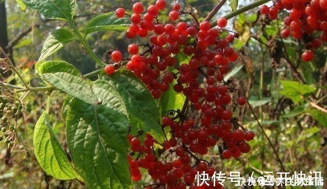 野草|“两脚不能拿，专吃八棱麻”，农村这种野草，专治风湿类骨痛病！