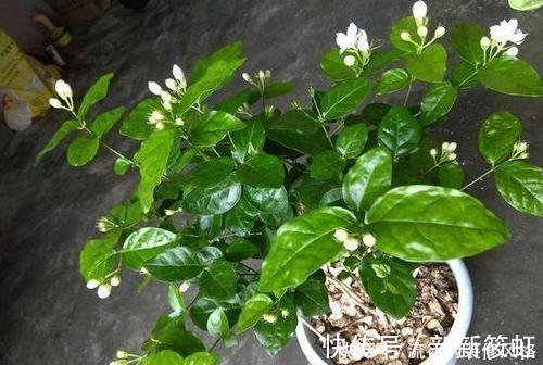 拼盘|7种花，再心动也别买，带回家养不活，新手选择要慎重！