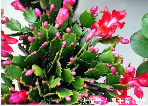 花蕾|养长寿花、蟹爪兰用它最好使,半个月花蕾长满枝,轻松花开爆满盆