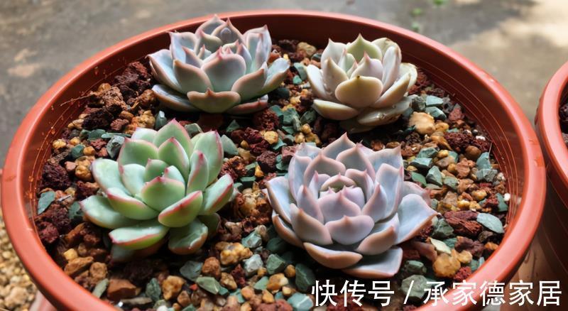 多肉|以这4款植物为例，教你该怎么养根壮根