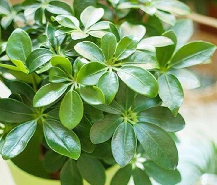 最受欢迎的4种花,花朵硕大、优美高贵,养在家里上档次!