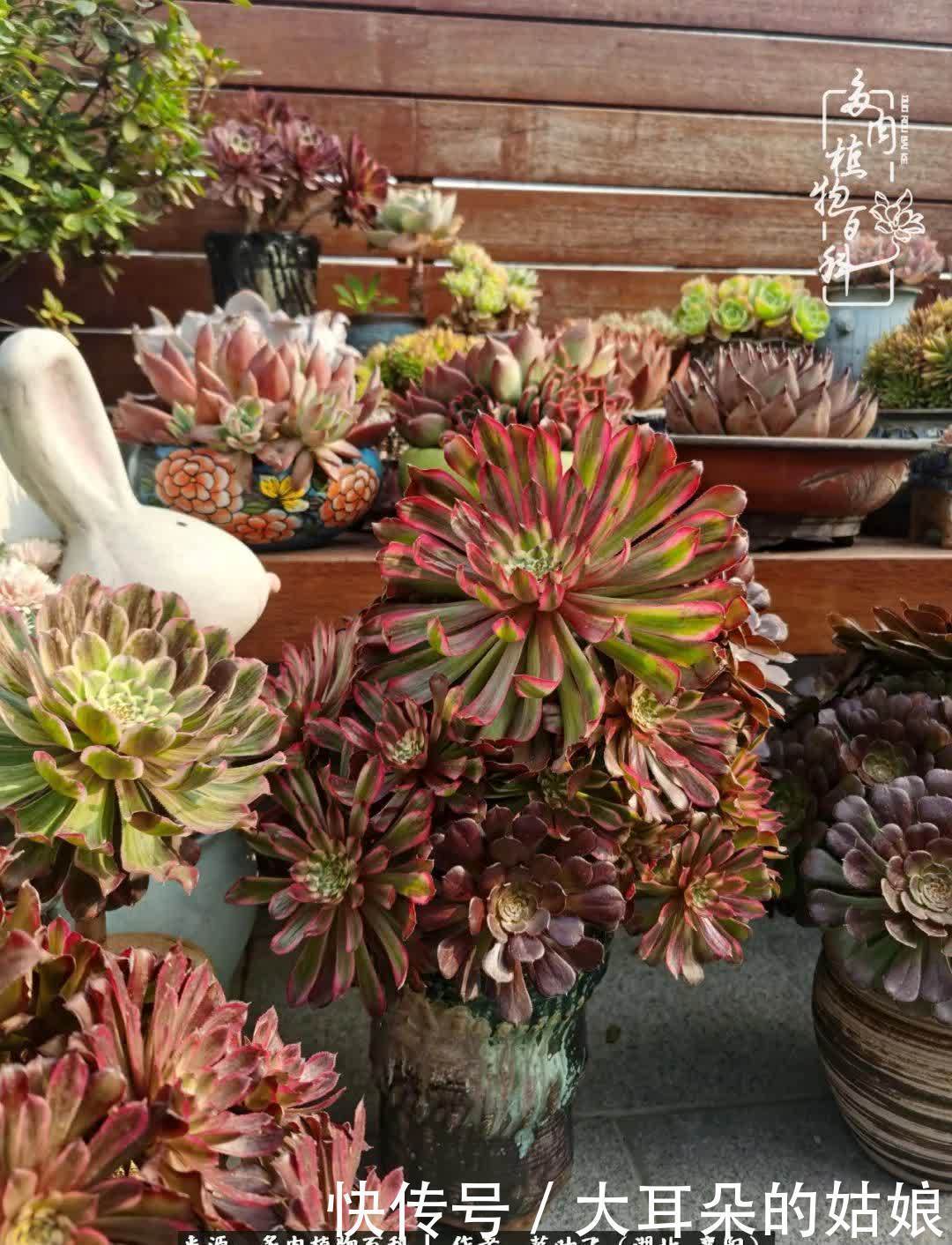 春暖花开,万物复苏,多肉迎来最美时光!