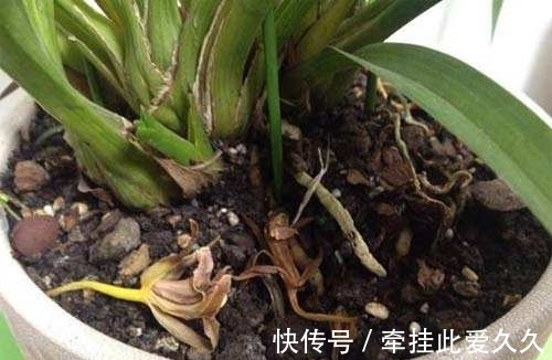 块根|家庭养花总会出现烂根现象，做好这些，再也不用担心换盆了