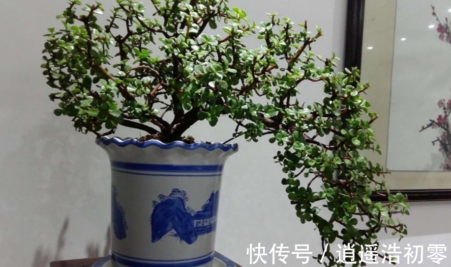 老桩|养金枝玉叶,按“这”方法盆栽,枝叶长得旺,极具观赏价值