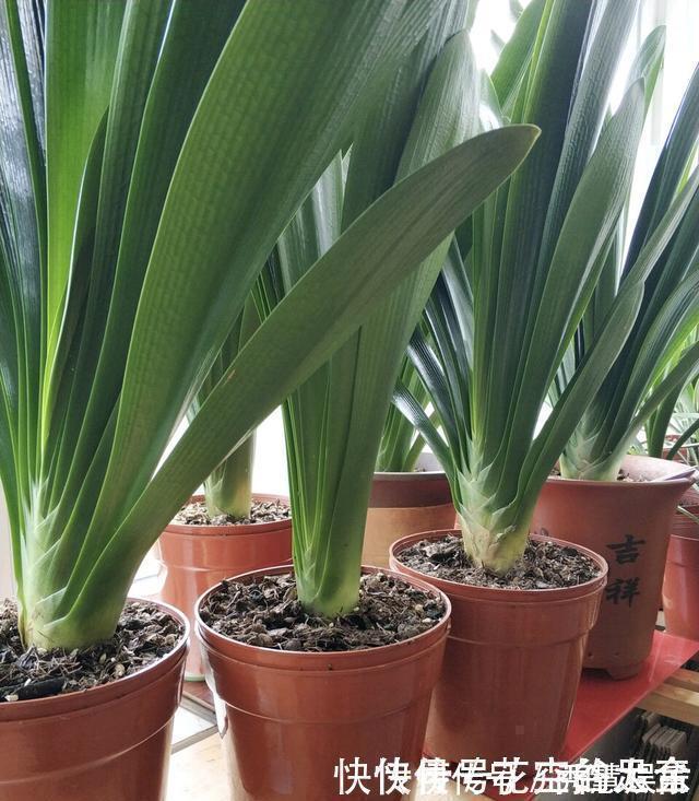 植株|养君子兰趁现在,多做2件事,长成大白菜,满盆冒花箭