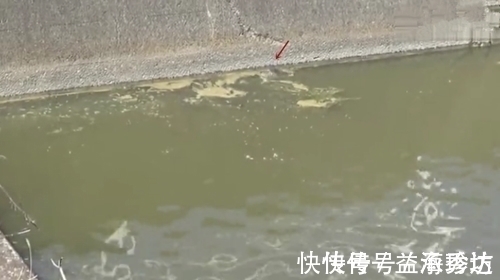 拿着鱼叉在河边等待,突然就跳入水中,结果叉中了一大鱼,厉害了