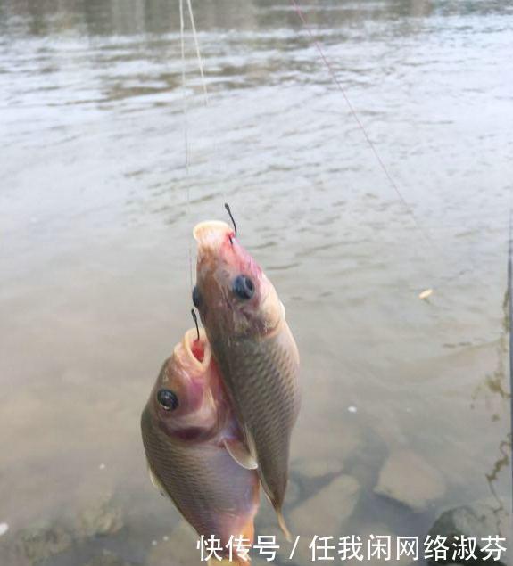 广东钓友,珠江钓起许多“彩鲤”,这是珠江里特有的极品鲤鱼