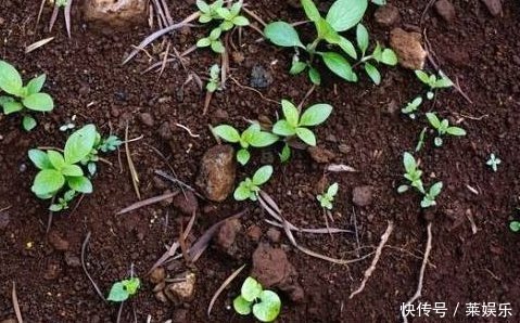 老婆用装修时剩下的“小东西”，埋在花盆里面，花就没有黄过叶