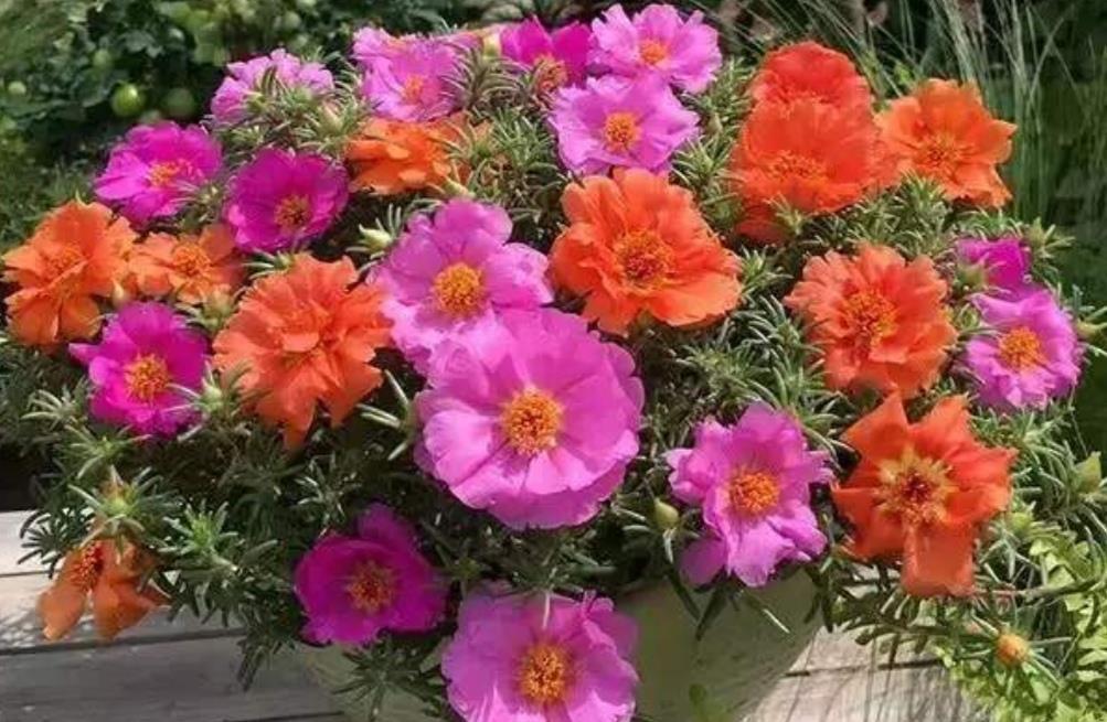 播种|7种“速生花”,现在丢土里,30天就长大,花香扑鼻真泼辣