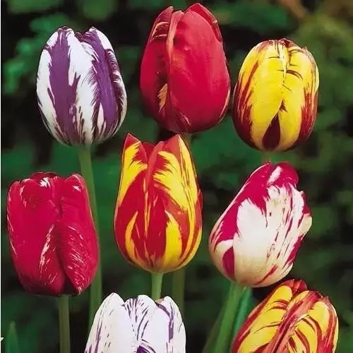 名贵植物排行,令人大开眼界!