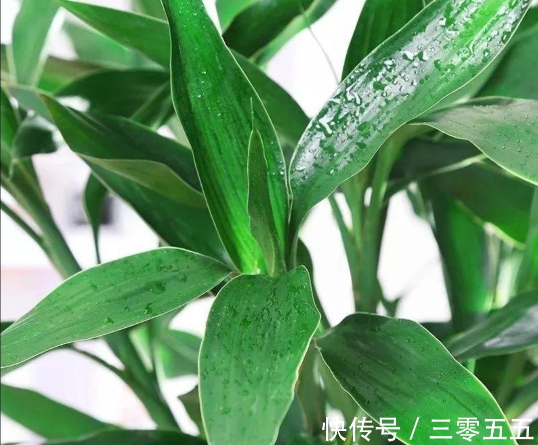 富贵竹叶子发黄，不要扔掉，简单处理后，还能再次长得繁茂