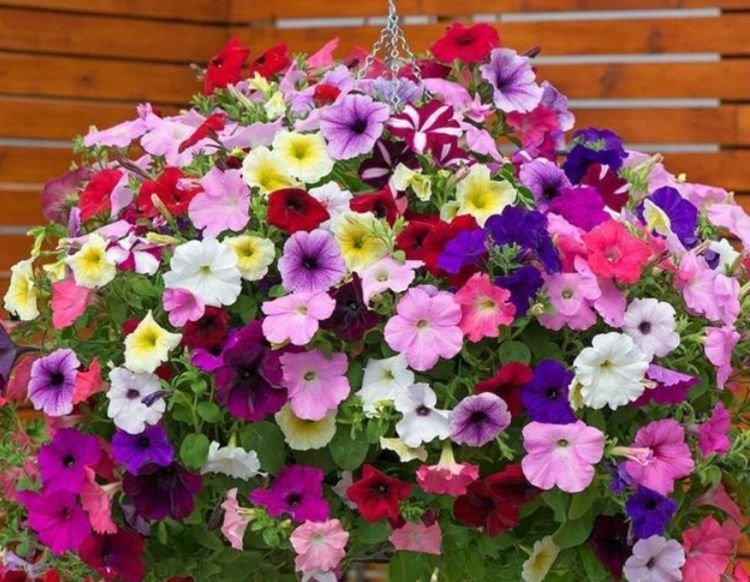 此花超漂亮,沾土就活,开花又大又艳,养庭院,十里飘香