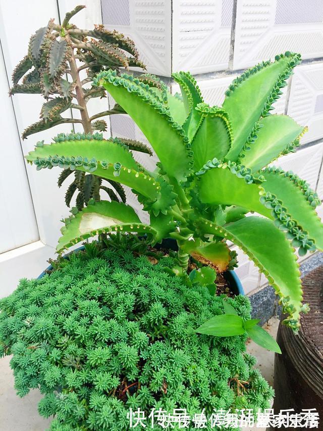 家里养这5种花,怎么折腾也不死,养一盆爆一盆,懒人也合适