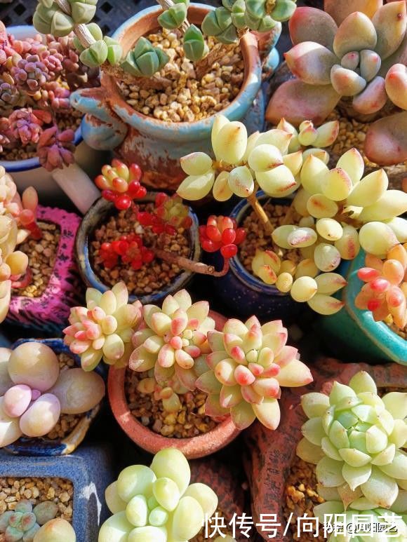 光照|多肉无需买太多,能把家里的养好了,这就够了,买多了没有用