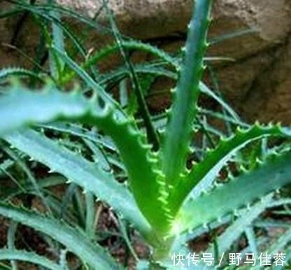 这五种“花卉”都是懒人花,每月浇水一次,不会烂根,远离黄叶