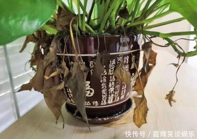 给绿萝“只浇水”永远也养不好!用上3种肥料,叶子油绿、向外冒