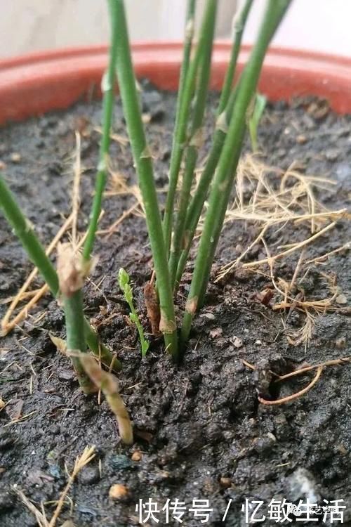 浇水|为什么明明浇水不多,花却还烂根,很多花友都容易忽略这一点!