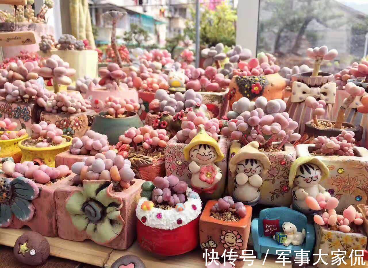 桃蛋|多肉“萌物”桃蛋并不难养，价格亲民，打理和繁殖都容易