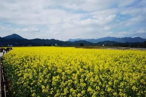 老年|超美超震撼！建德这片花海值得一看