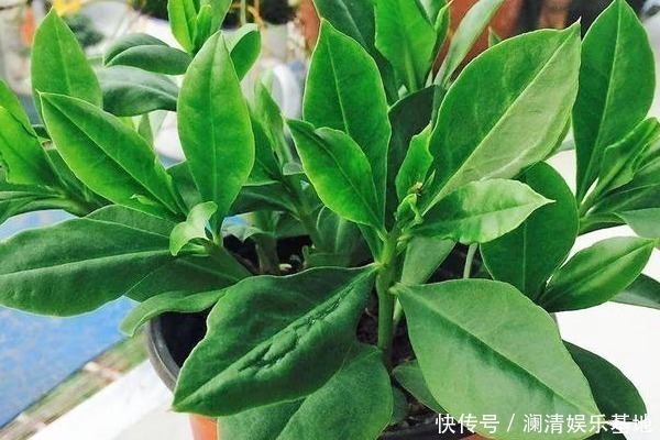 冷沙拉|农村一种“假人参”,营养大的惊人,可吃可入药,见到不要错过