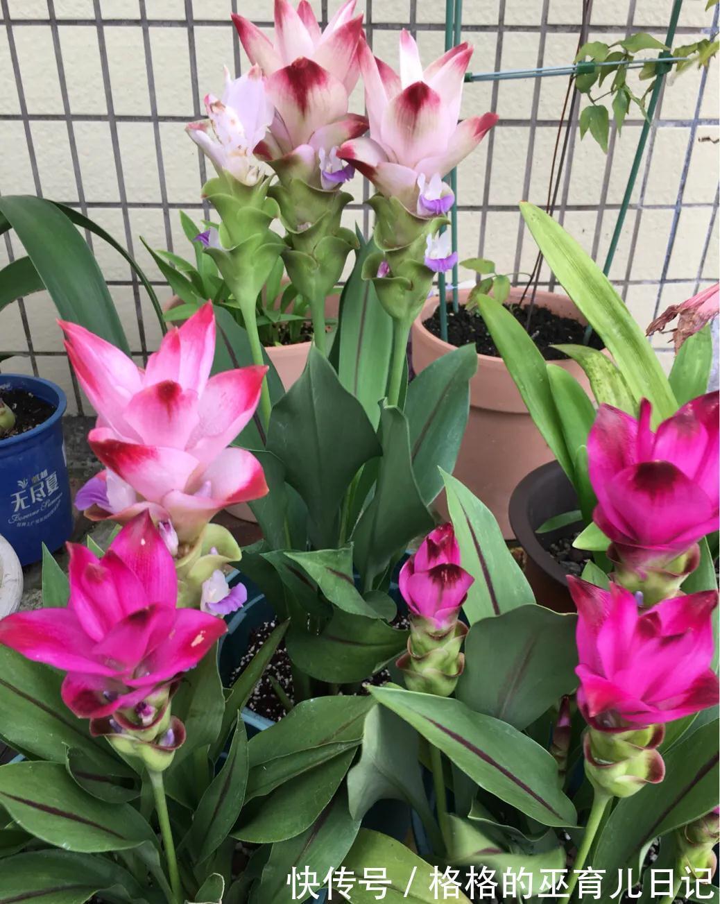 一块“大生姜”,开满粉荷花,家里养一盆,仙气飘飘,开花100天